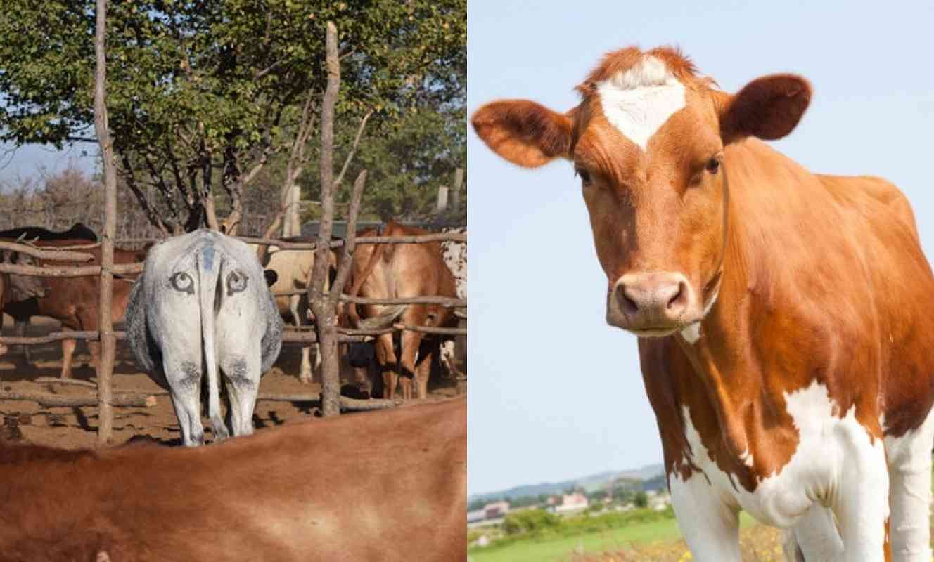 Why Painting Eyes on Cattle Could Save Their Lives