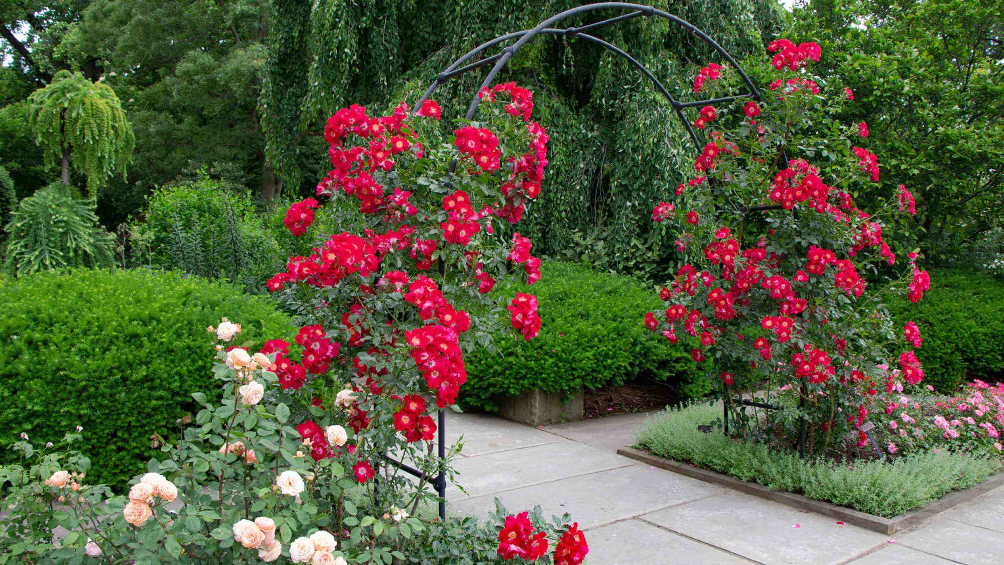 Jenny Fagan McCarty Rose Garden